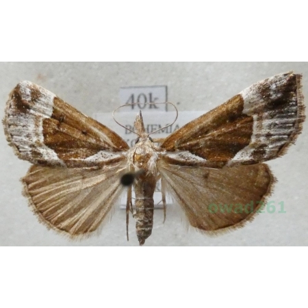 Hypena crassalis (Fabricius, 1787) Rozszczepka jagodzianka Czech40k